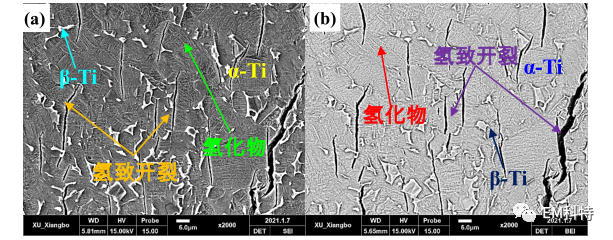 EM科特扫描电镜揭示钛合金的氢损伤形式及其与微观组织间的关系